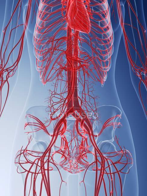 Female body with visible vascular system, computer illustration. — Stock Photo