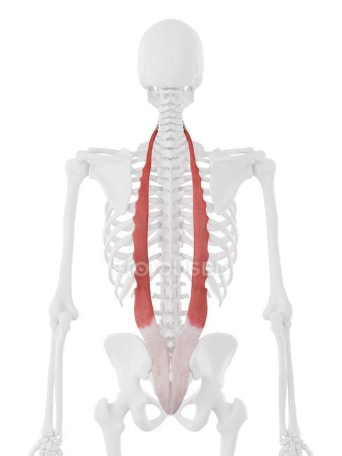 Human skeleton with red colored Iliocostalis muscle, digital illustration. — Stock Photo