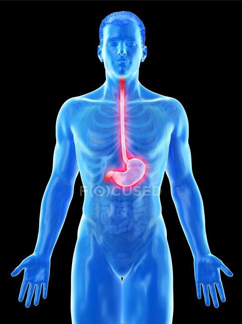 Anatomy of stomach in abstract male body, computer illustration. — Stock Photo