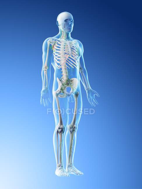 Anatomical male body showing skeleton and lymphatic system, digital illustration. — Stock Photo