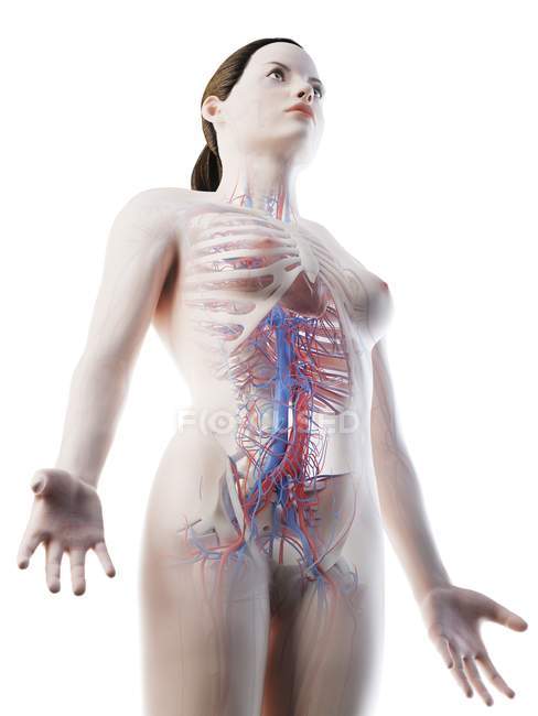 Vascular system of female upper body, computer illustration. — Stock Photo