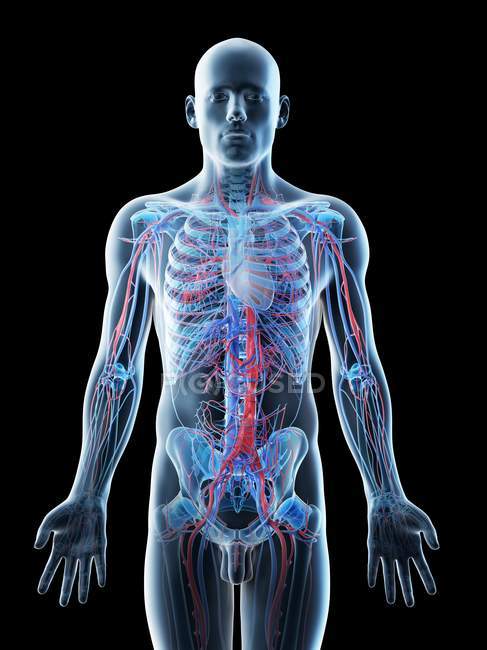 Male anatomy showing vascular system, computer illustration. — Stock Photo