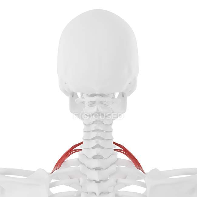 Human skeleton with red colored Scalene posterior muscle, digital illustration. — Stock Photo