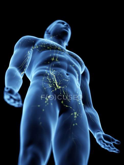 Abstract male body with visible lymphatic system, digital illustration. — Stock Photo