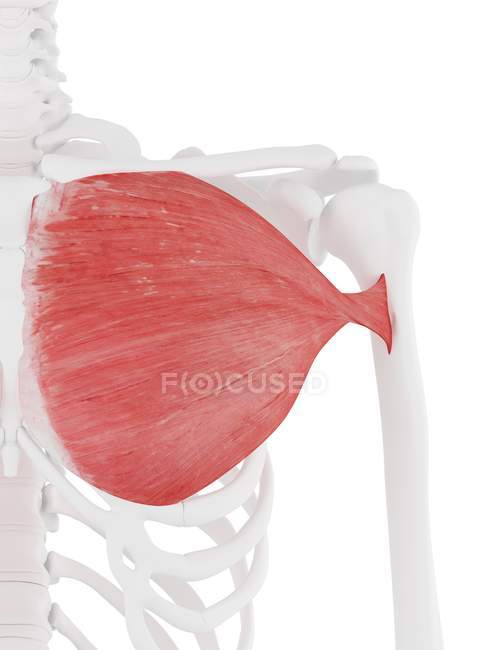 Human skeleton with red colored Pectoralis major muscle, digital illustration. — Stock Photo