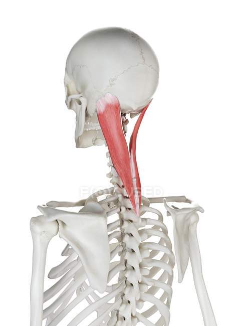 Human skeleton with red colored Splenius capitis muscle, computer ...