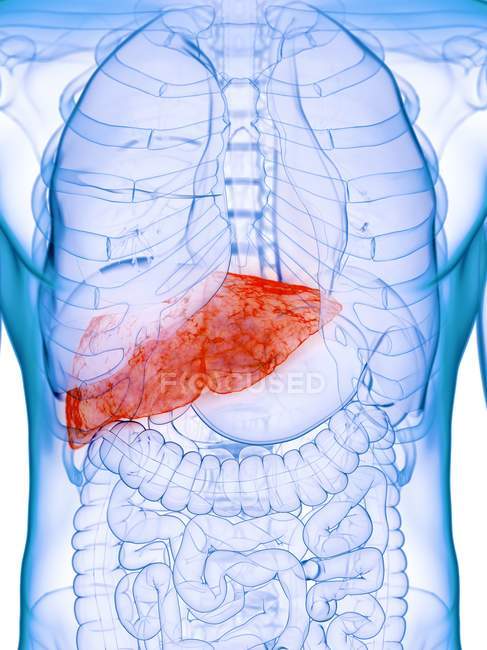 Diseased liver in male body silhouette, digital illustration. — Stock Photo