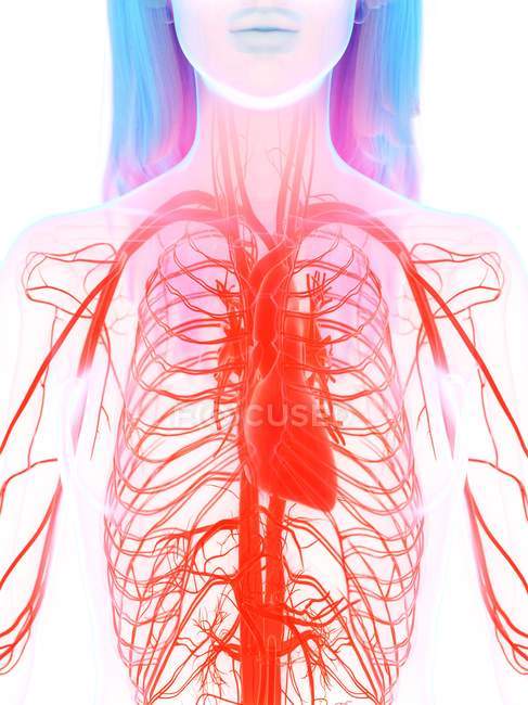 Cardiovascular system in female body, digital illustration. — Stock Photo