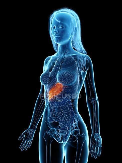 Female anatomy with highlighted diseased liver, computer illustration. — Stock Photo