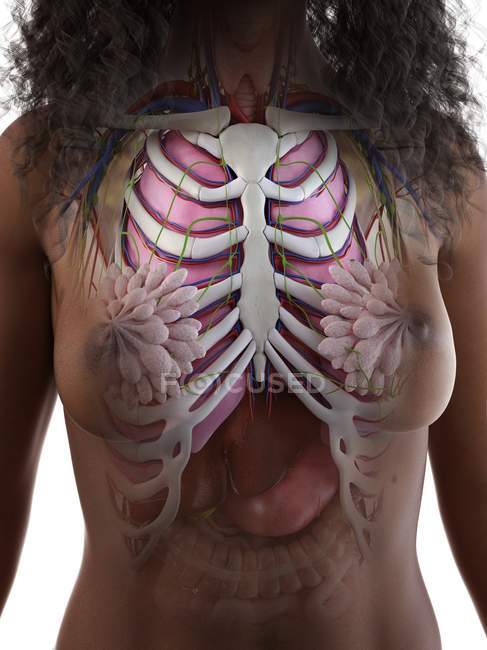 Female thorax anatomy with skeleton and internal organs, computer illustration. — Stock Photo