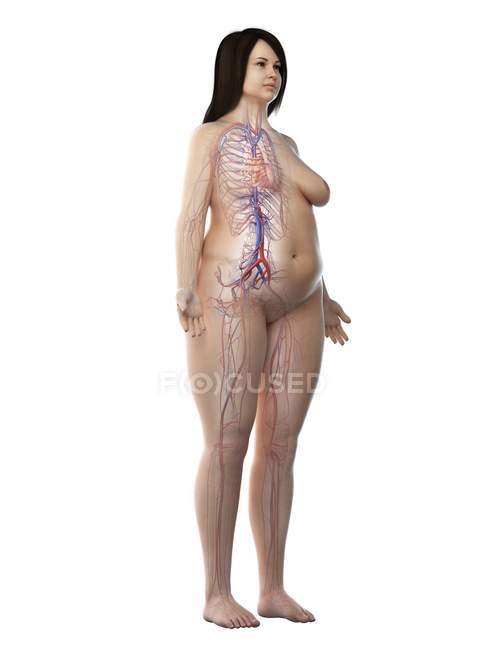 Female obese body with visible vascular system, digital illustration — Stock Photo