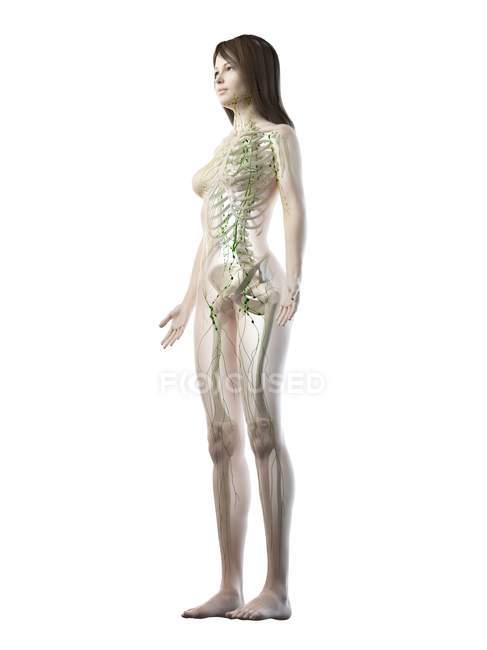 Transparent female body with visible lymphatic system, digital illustration. — Stock Photo