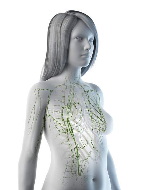 Female anatomical body with visible lymphatic system, computer illustration. — Stock Photo