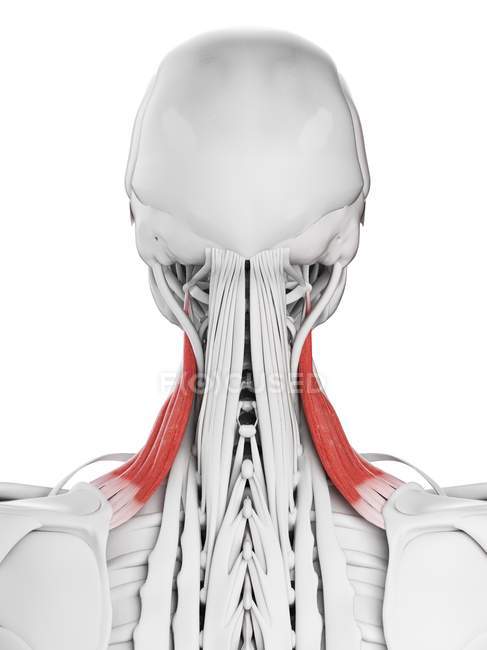 Male anatomy showing Levator scapularis muscle, computer illustration. — Stock Photo