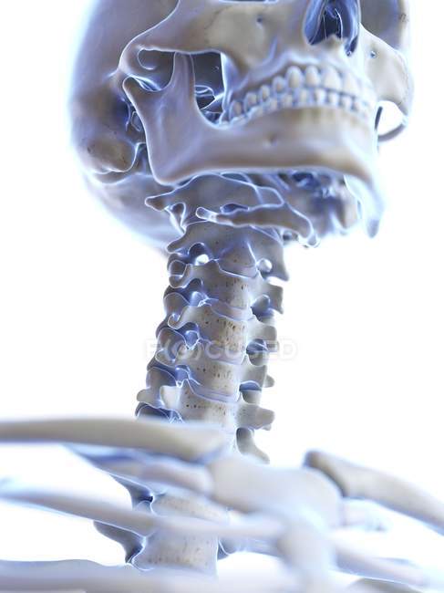 Anatomy of human skeleton neck bones, computer illustration. — Stock Photo