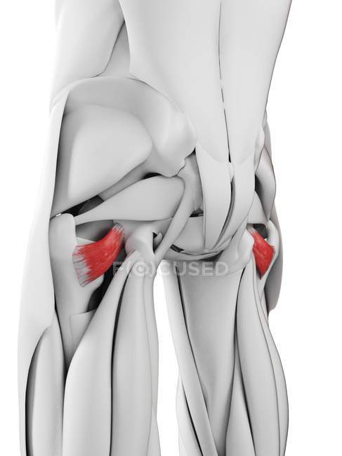 Male anatomy showing Quadratus femoris muscle, computer illustration. — Stock Photo