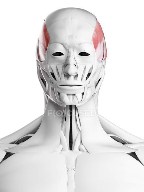 Male anatomy showing Temporalis muscle, computer illustration. — Stock Photo