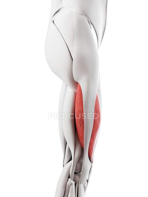 Male anatomy showing Vastus lateralis muscle, computer illustration. — Stock Photo