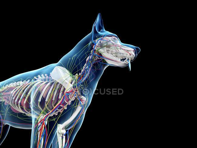 Dog anatomy with internal organs, digital illustration. — Stock Photo