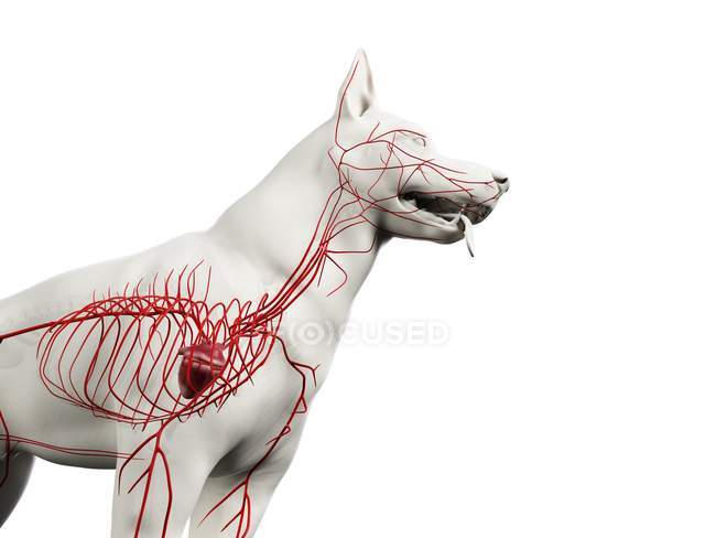 Arteries in transparent dog body, cropped, anatomical computer illustration. — Stock Photo