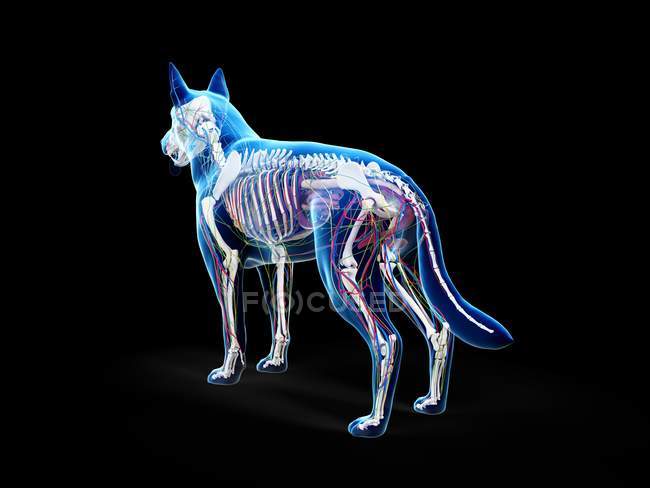 Full dog anatomy with internal organs, digital illustration. — Stock Photo