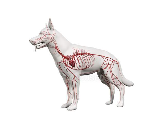 Arteries in transparent dog body, anatomical computer illustration. — Stock Photo