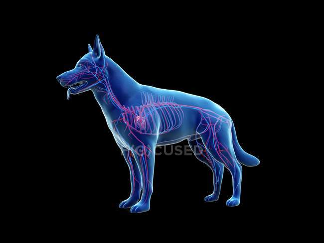 Structure of dog vascular system with colorful blood vessels in transparent body, computer illustration. — Stock Photo