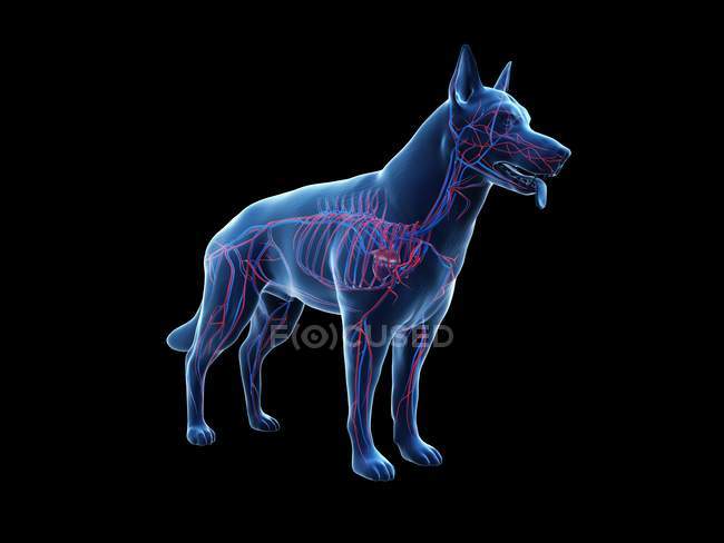 Structure of dog vascular system with colorful blood vessels in transparent body, computer illustration. — Stock Photo