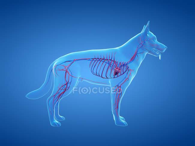 Structure of dog vascular system with colorful blood vessels in transparent body, computer illustration. — Stock Photo