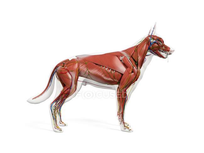 Full dog musculature with internal organs, digital illustration. — Stock Photo