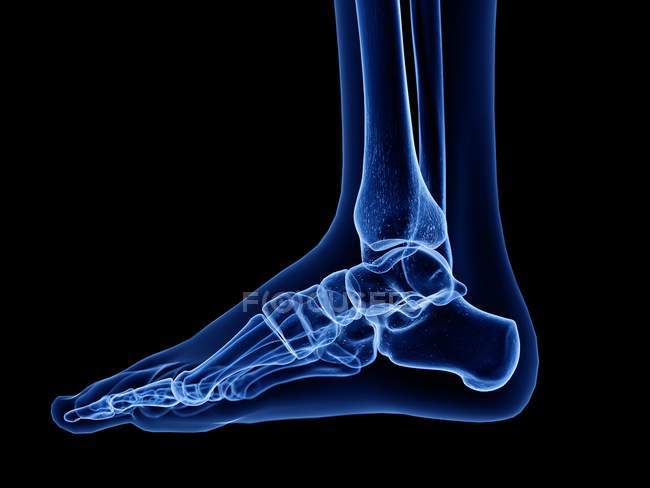 Digital x-ray illustration of bones of human foot. — Stock Photo