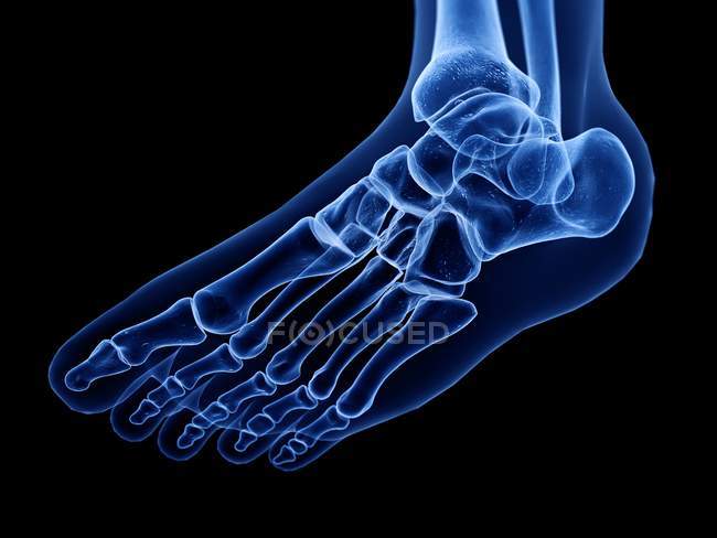 Digital x-ray illustration of bones of human foot. — Stock Photo