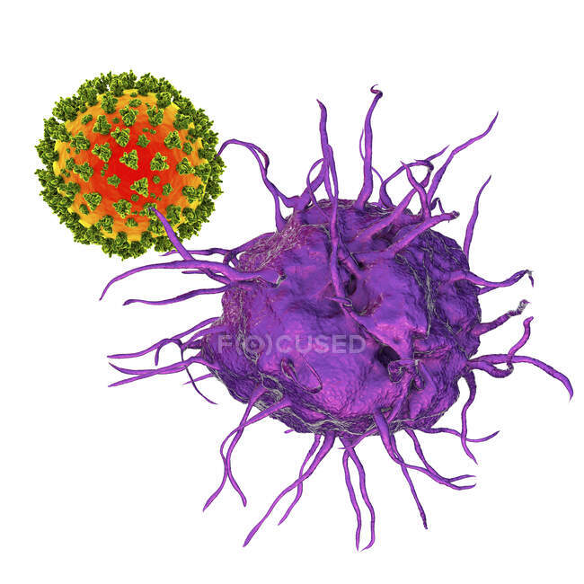 Interaction between virus and dendritic cell, computer illustration. Dendritic cells play a crucial role in initiating immune responses against viruses — Stock Photo