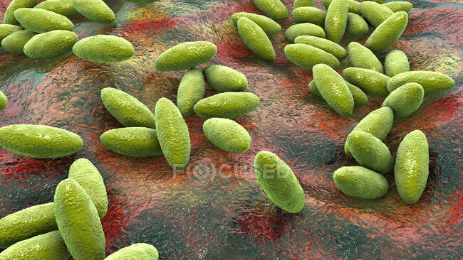 Brucella bacteria, illustration. Gram-negative pleomorphic bacteria that cause brucellosis in cattle and humans and are transmitted to humans by direct contact with ill animal or by contaminated milk. — Stock Photo