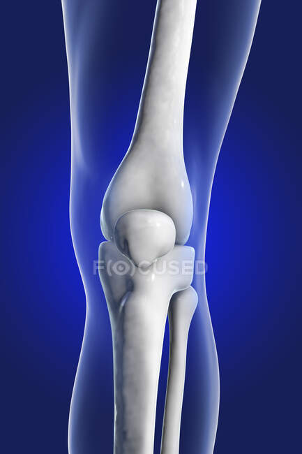 Human knee joint, computer illustration. — Stock Photo