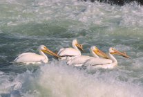 American White Pelicans — Stock Photo