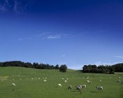 Sheep In Field; Lissard, Co Meath — Stock Photo