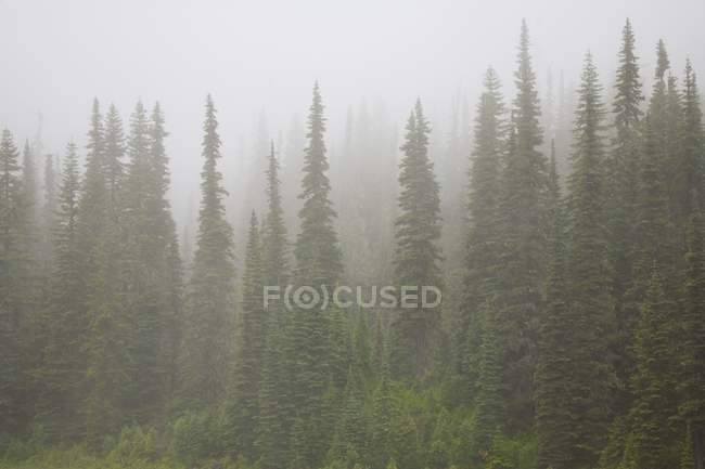 Foggy Forest, Mount Rainier National Park — Stock Photo