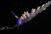 Cuthona sibogae nudibranch — Stock Photo