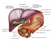 Anatomy of liver with stomach and pancreas — Stock Photo