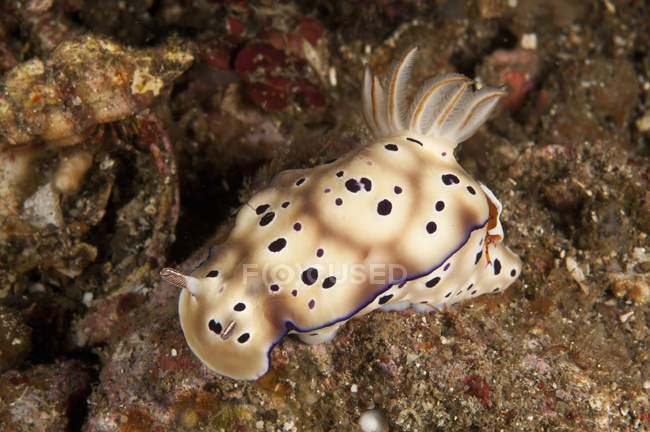 Chromodoris kunei nudibranch carrying shrimp — Stock Photo