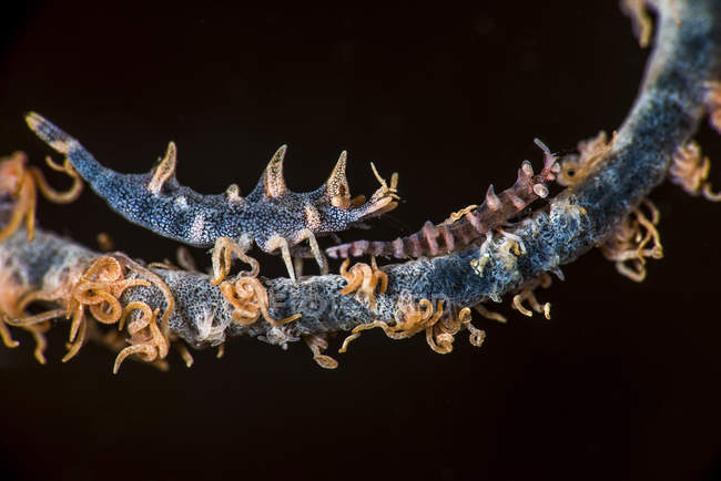 Two shrimps on whip coral — Stock Photo