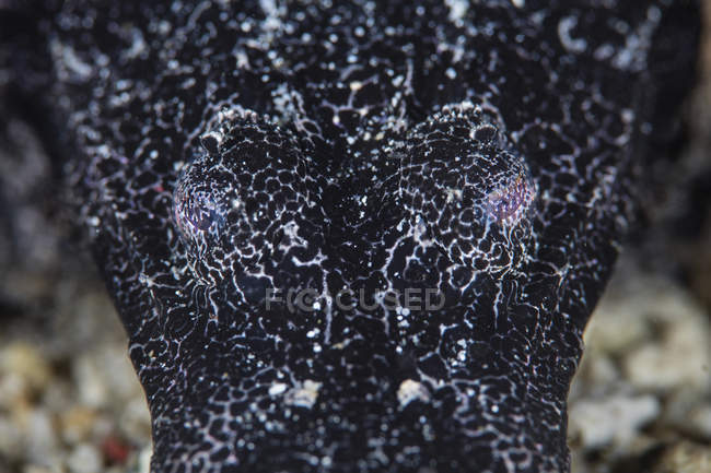 Crocodilefish eyes closeup shot — Stock Photo