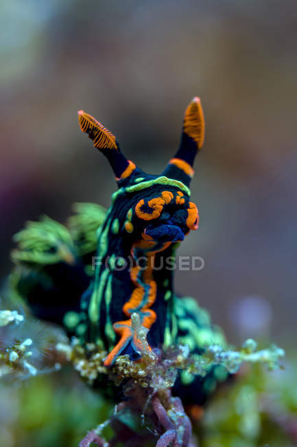 Searching Nembrotha nudibranch — Stock Photo