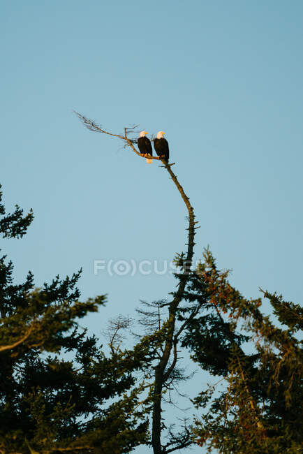 A pair of bald eagles sitting together on a bare tree branch — Stock Photo