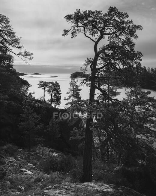 Trees on hill by coast — Stock Photo