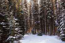 Icy road between rows of snowy trees in winter — Stock Photo