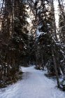 Icy road between rows of snowy trees in winter — Stock Photo