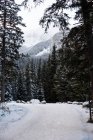 Icy road between rows of snowy trees in winter — Stock Photo