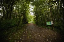 Leaves on dirt track in forest on a sunny day — Stock Photo